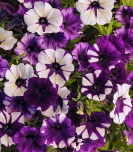 Petunia. Shock Wave Tie Dye 10 pellets