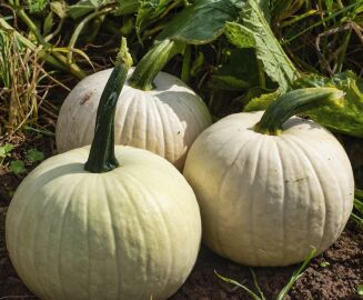 Pumpkin Snowball 10 seeds