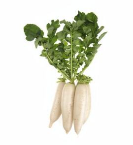 Radish Daikon 1000 seeds