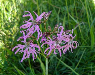 Ragged Robin 1000 seeds