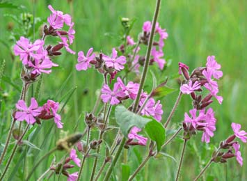 Campion Red 900 seeds