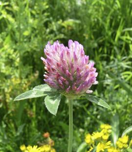 Red Clover 1000 seeds