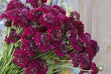 Scabiosa. Merlot Red  75 seeds