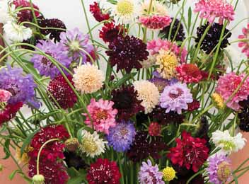 Scabiosa. Pincushion mix 100 seeds
