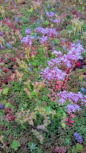 Sedum. Green Roof Mixture 0.5g
