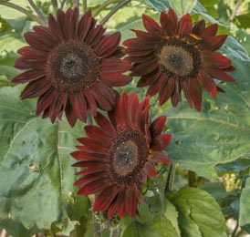 Helianthus. Sunflower Chocolate 10 seeds