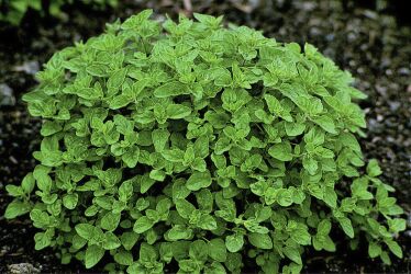 Sweet Marjoram 1500 seeds
