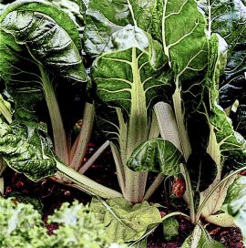 Swiss Chard White Silver 200 seeds