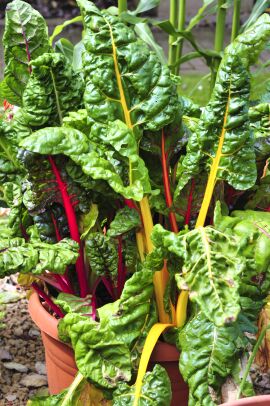 Swiss Chard Bright Lights 100 seeds