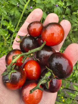 Tomato Inkspot MD 10 seeds
