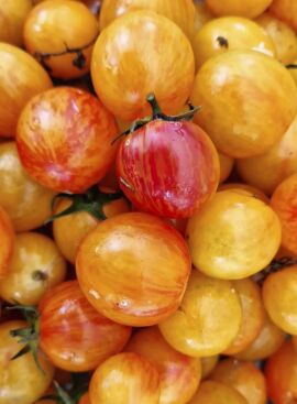 Tomato Artisan Golden BumbleBee 10 seeds