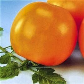 Tomato Golden Shine 10 seeds