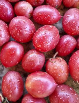 Tomato Shimofuri variegated 10 seeds