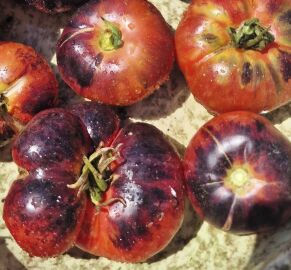 Tomato Siberian Pink Tiger  10 seeds