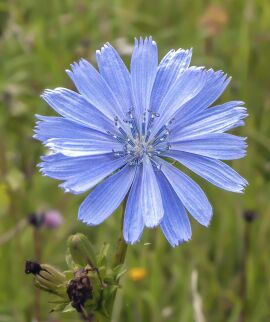 Chicory 1 gram Av 600 seeds
