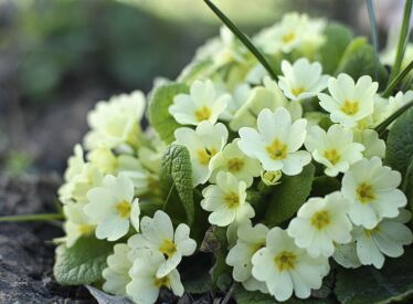 Primrose 250 seeds