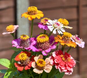 Zinnia. Zinderella Mix 20 seeds