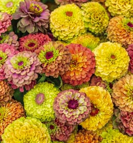 Zinnia. Queen Formula mix 20 seeds