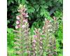 Acanthus. Mollis 5 seeds