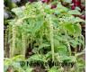 Amaranthus. Caudatus Green 1000 seeds