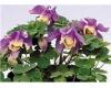 Aquilegia. Blue Angel 25 seeds