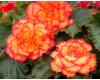 Begonia. Illumination Golden Picotee 30 Pelleted seeds