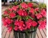 Begonia. Funky Pink 10 pelleted seeds