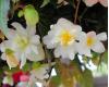 Begonia. Illumination White 30 Pelleted seeds