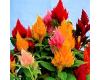 Celosia. Kimono Mixed 50 seeds