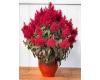 Celosia. Dragons Breath 10 seeds