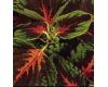 Coleus. Kong Scarlet 10 seeds