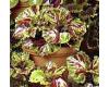 Coleus. Kong Mosaic 10 seeds