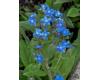 Cynoglossum. amabile - Chinese forget me not 750 seeds