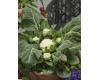 Cauliflower Multi-Head 10 seeds