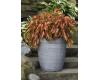 Coleus. Coral Candy 10 pelleted seeds