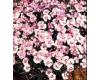 Dianthus. Allwoodii 50 seeds
