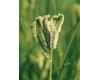 Grasses. Eleusine Green Cat or Finger Millet 100 seeds