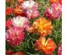 Eschscholzia californica. Jelly Beans 100 seeds