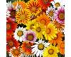 Gazania. Daybreak XP Mixed 25 seeds