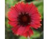 Gaillardia. Burgundy 50 seeds