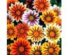 Gazania. New Day Tiger Stripe mixed 30 seeds