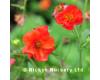 Geum. Blazing Sunset 15 seeds