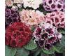 Gloxinia. Empress Mixed 50 pellets