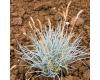 Grasses. Festuca Valesiaca Glaucantha 75 seeds