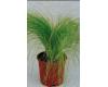 Grasses. Stipa Pony Tails 50 seeds