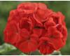 Geranium. Horizon Scarlet 10 seeds
