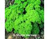 Parsley Champion Moss Curled 1000 seeds