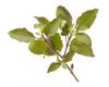 Basil Indian 500 seeds
