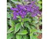 Heliotrope. Dwarf Marine 100 seeds