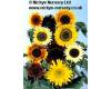 Helianthus. Sunflower Summer time Mixed 20 seeds